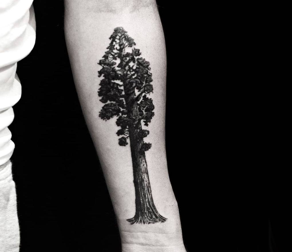 Sequoia Tattoo Ideas | TattoosAI